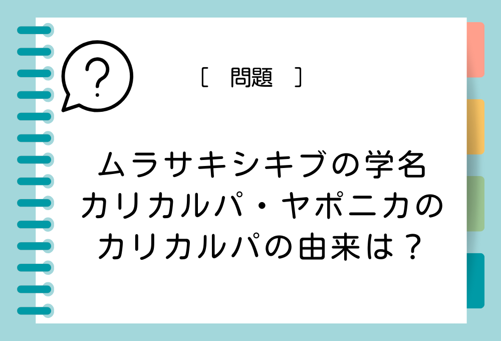 植物雑学クイズ ムラサキシキブの学名「カリカルパ・ヤポニカ」の「カリカルパ」の由来は？