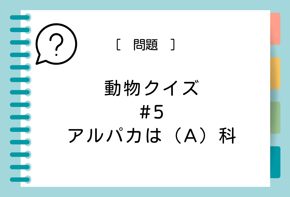 アルパカは（A）科の動物です。（A）に入る言葉は？