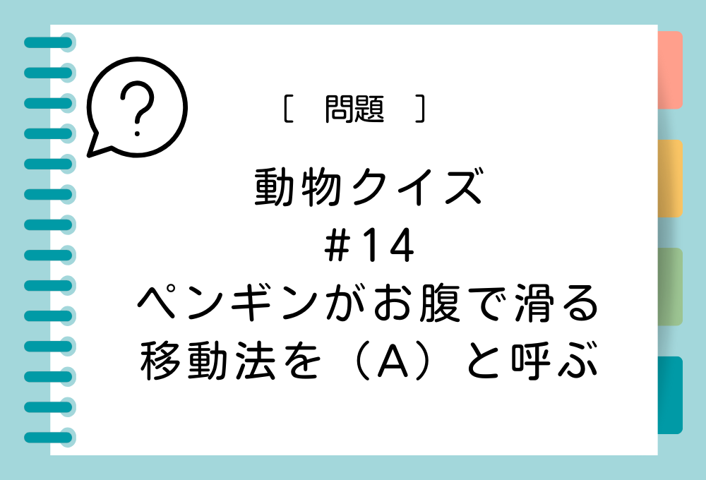 ペンギンがお腹で滑る移動法を（A）と呼ぶ。（A）に入る言葉は？