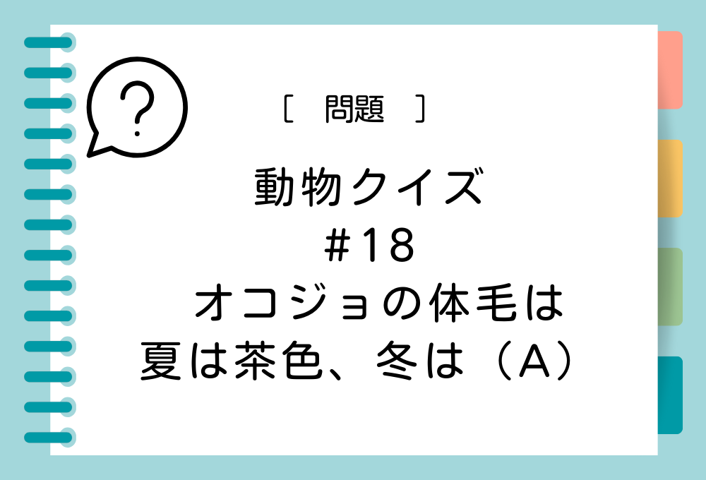 オコジョの体毛は夏は茶色、冬は（A）。（A）に入る言葉は？