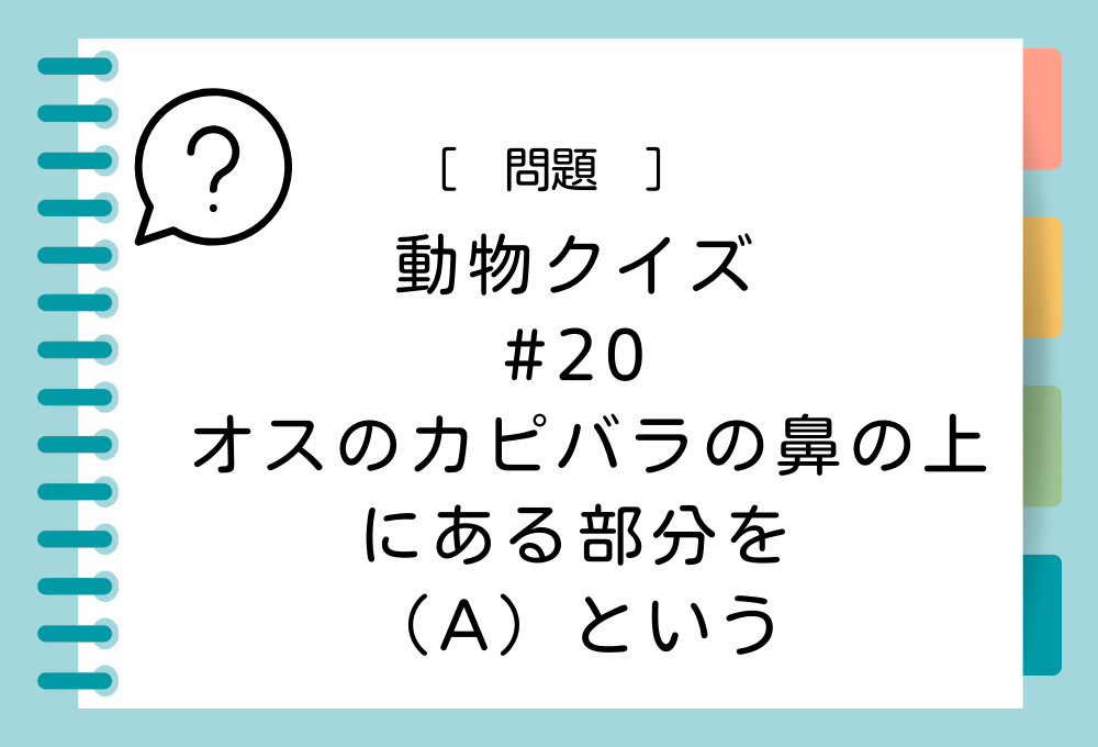 オスのカピバラの鼻の上にある部分を（A）という。（A）に入る言葉は？