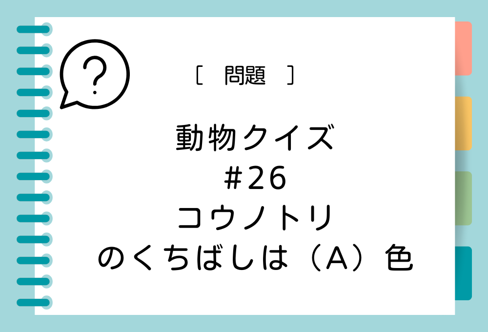 コウノトリのくちばしは（A）色。（A）に入る言葉は？