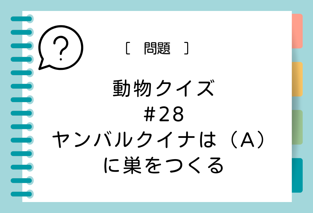 ヤンバルクイナは（A）に巣をつくる。（A）に入る言葉は？