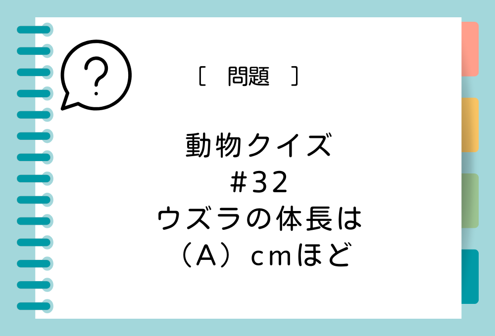 ウズラ（成鳥）の体長は（A）cmほど。（A）に入る言葉は？