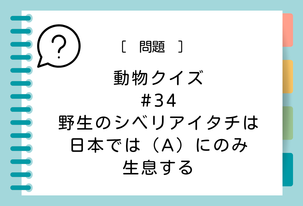 野生のシベリアイタチは日本では（A）にのみ生息する。（A）に入る言葉は？