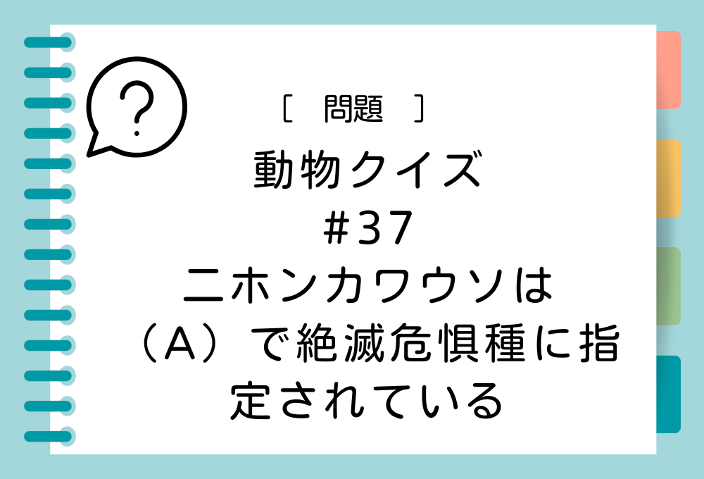 二ホンカワウソは、（A）で絶滅危惧種に指定されている。（A）に入る言葉は？